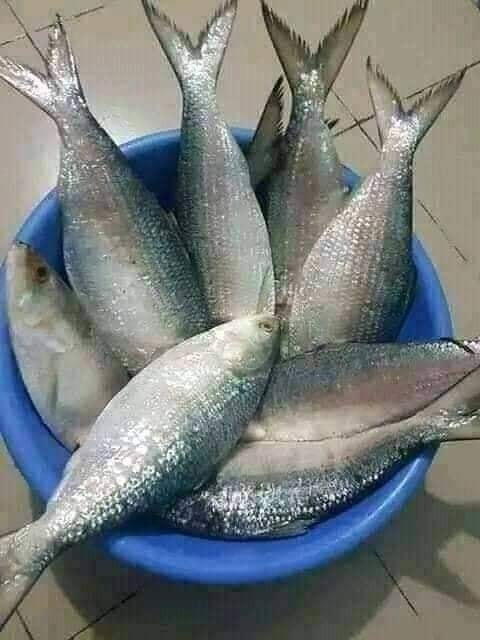 Hilsha Fish  (Net Weight ± 50 Gm)